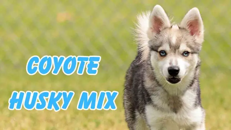 The Husky-Coyote Mix: A Unique and Wild Canine Hybrid