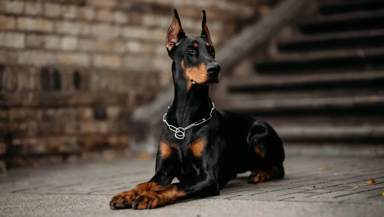 Doberman-Pinschers-Good-Family-Dogs