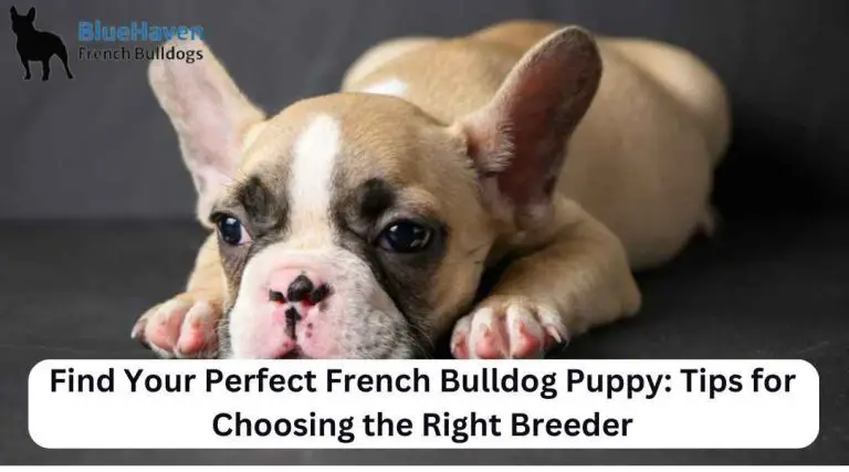 Find Your Perfect French Bulldog Puppy: Tips for Choosing the Right Breeder