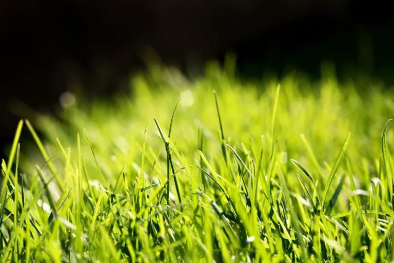 Does Artificial Grass Burn Easily?