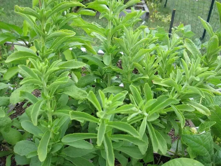 Stevia Market Dynamics, Share Analysis, Trends, and Forecast 2024-2032