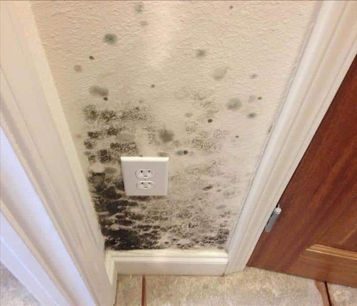 mold-on-sheetrock