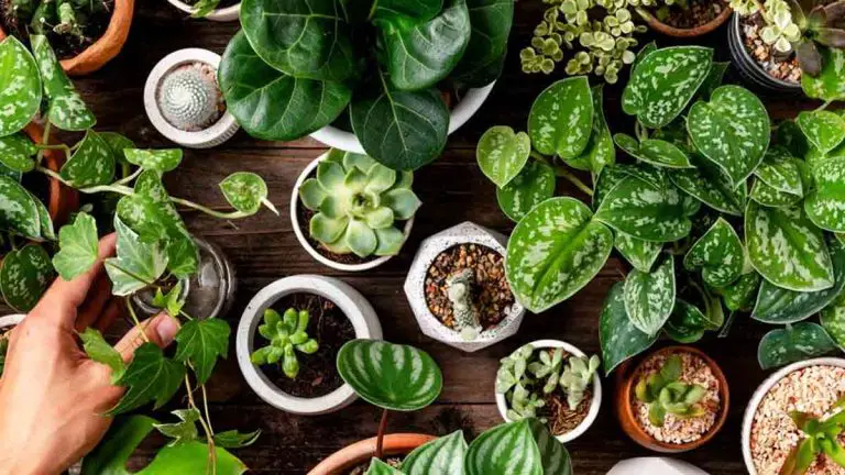 Exploring the Best Plants for a Healthier Lifestyle